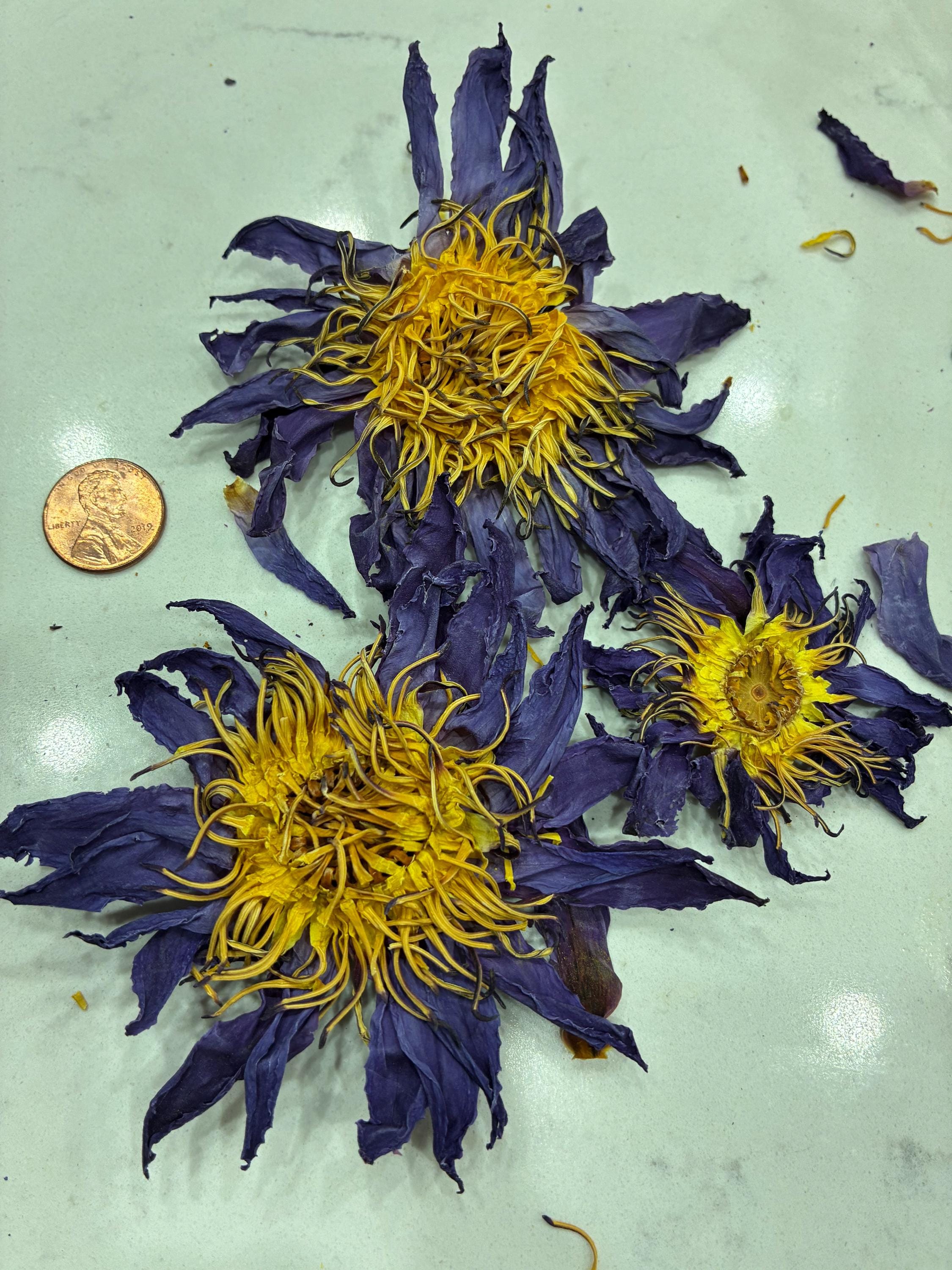 Whole Dried Blue Lotus Flower | Nymphaea Caerulea Botanical Supply (Sold by Weight 4-16 ounces )