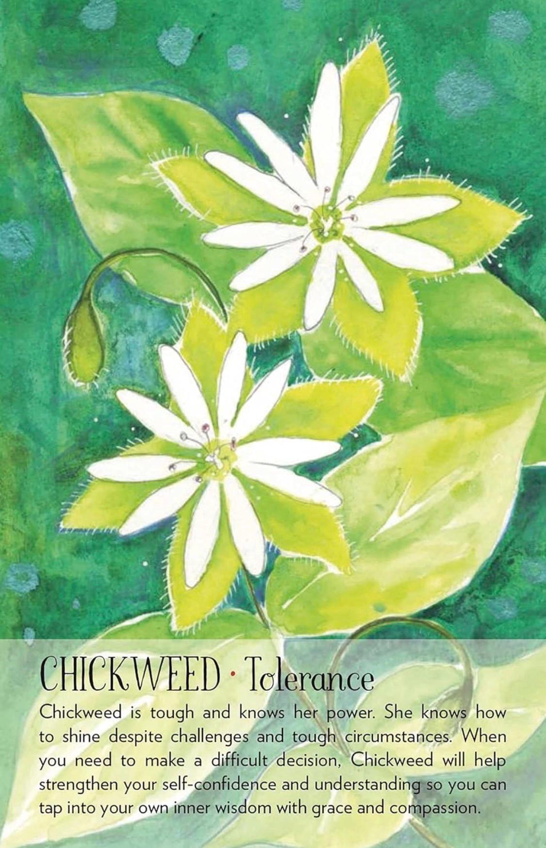 Soulflower Plant Spirit Oracle: 44-Card Deck and Guidebook