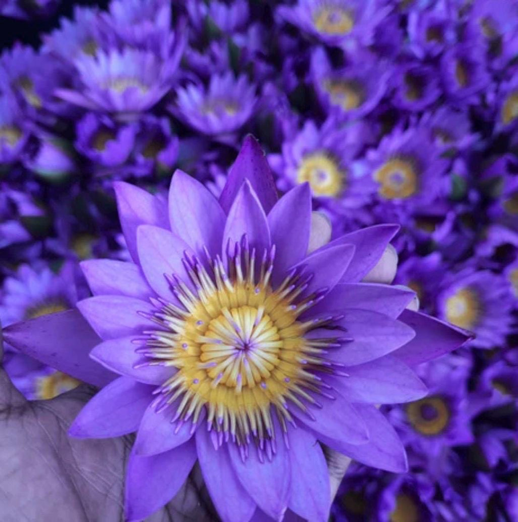 Whole Dried Blue Lotus Flower | Nymphaea Caerulea Botanical Supply (Sold by Weight 4-16 ounces )