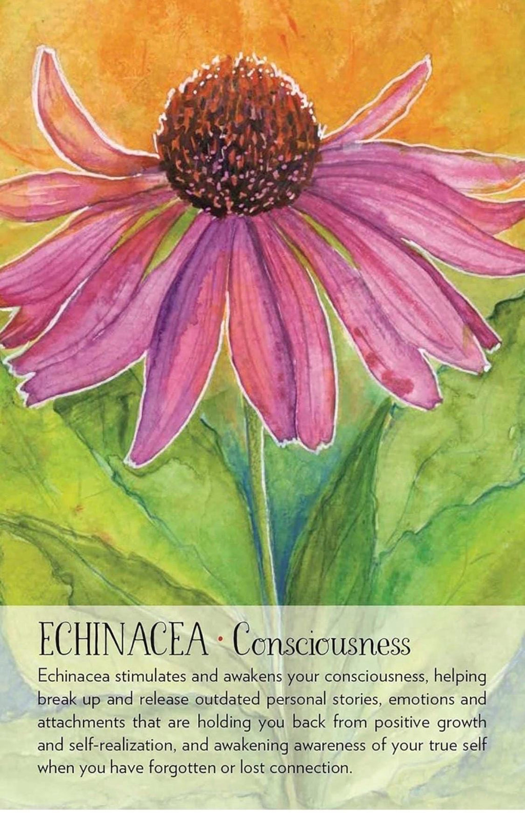 Soulflower Plant Spirit Oracle: 44-Card Deck and Guidebook