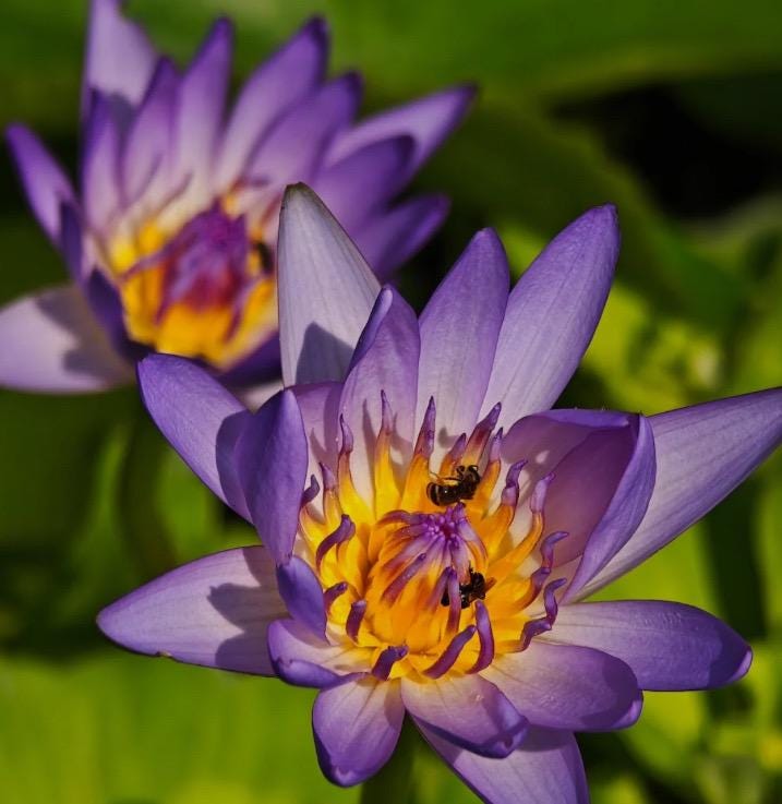 Whole Dried Blue Lotus Flower | Nymphaea Caerulea Botanical Supply (Sold by Weight 4-16 ounces )